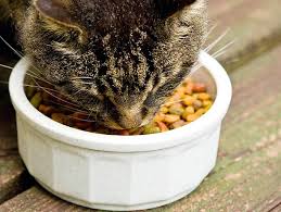 高磷貓糧損害貓貓的腎功能